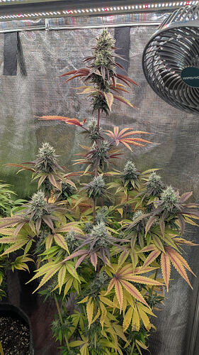Eine blühende Cannabispflanze mit mehreren dichten Blütenständen und auffälliger Blattfärbung in Rot- und Gelbtönen, steht in einem Growzelt unter einer LED-Lampe. Ein Ventilator ist im oberen rechten Bereich sichtbar.