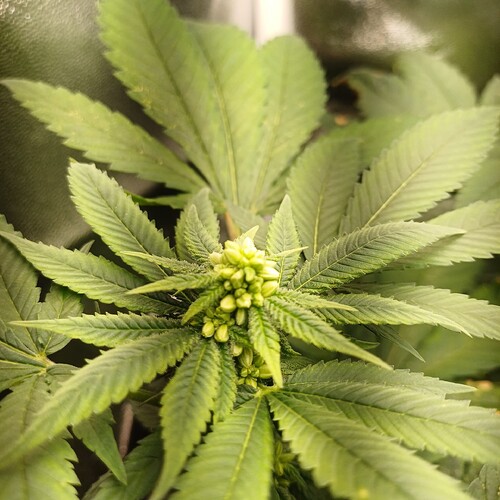 Growreport Bild 16