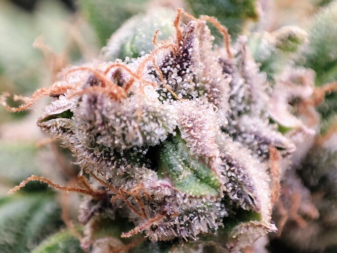Growreport Bild 36
