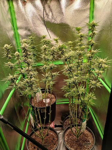 Growreport Bild 7