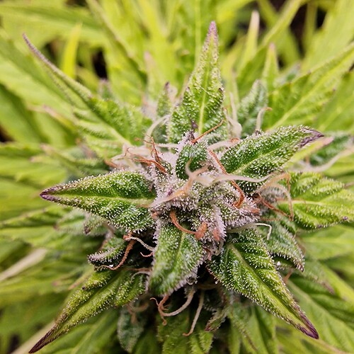 Growreport Bild 15