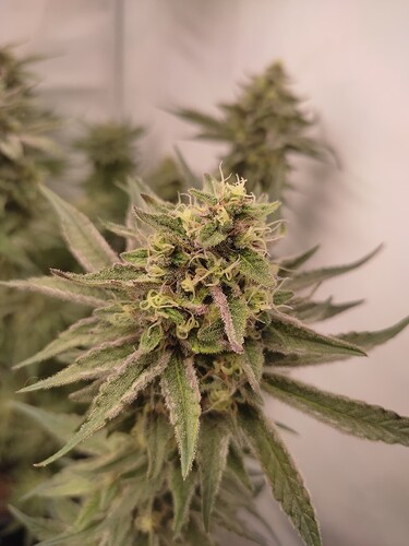 Growreport Bild 44