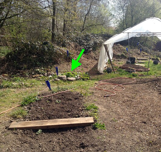 Gartenbereich mit einem grünen Pfeil, der auf eine Stelle im Beet zeigt, wo eine Siberian Ruderalis gepflanzt werden soll.