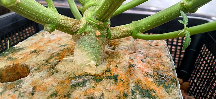 Growreport Bild 18
