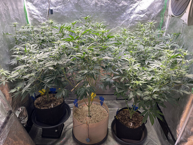 3. Woche Blüte.HEIC