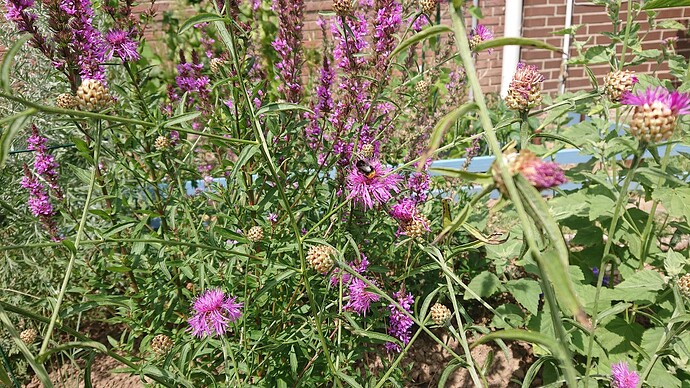 Growreport Bild 37