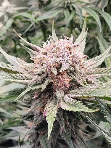Growreport Bild 28