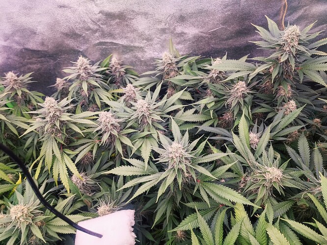 Growreport Bild 47