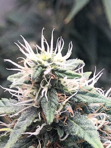 Growreport Bild 4