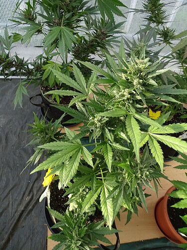 Growreport Bild 14