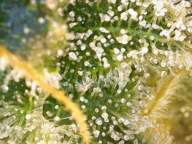 Growreport Bild 5