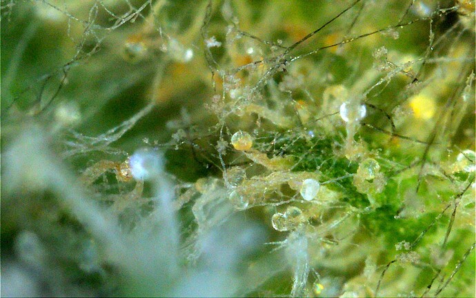 Grow25_0628_MZA_Ernte_Schimmel_4