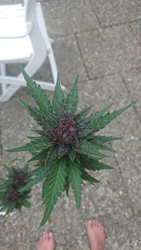 Growreport Bild 21