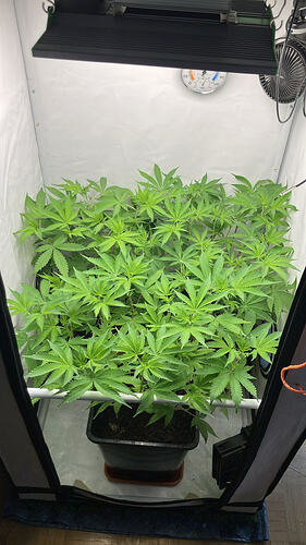 Eine Cannabis-Pflanze in einem Growzelt unter einer LED-Lampe.
