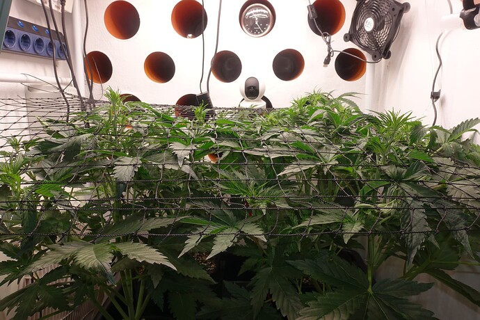 Growreport Bild 2