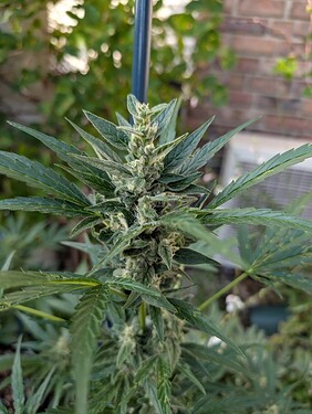 Growreport Bild 4