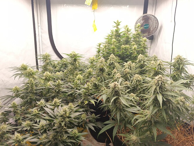 Growreport Bild 1
