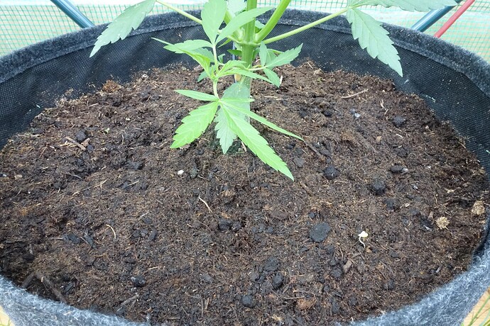 Growreport Bild 1