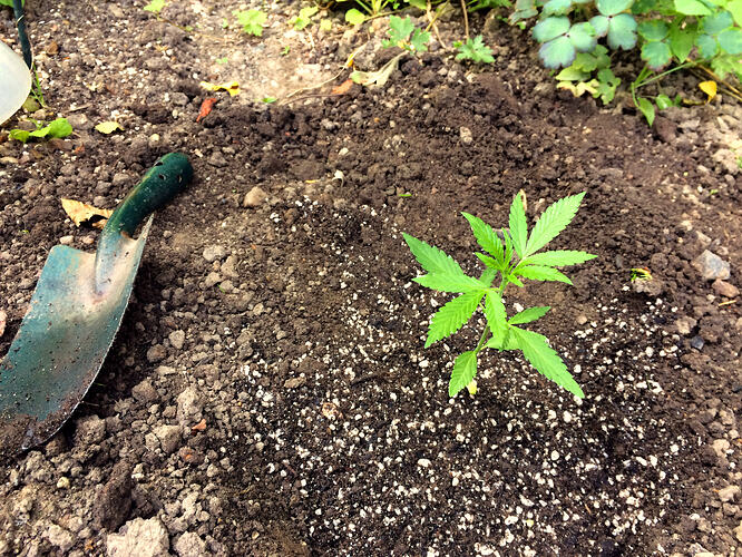 Grow26071007