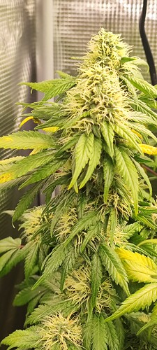 Growreport Bild 48