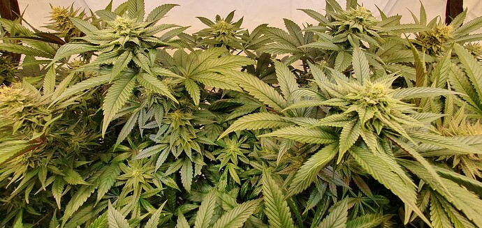 Growreport Bild 2