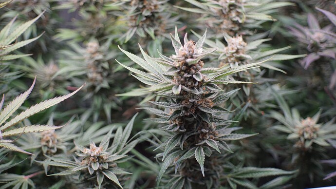 Growreport Bild 5