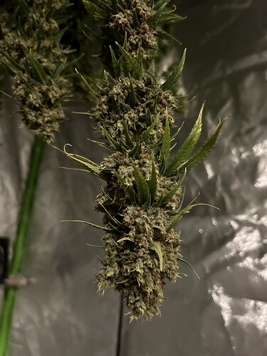 Growreport Bild 5
