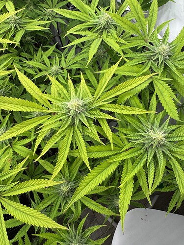 Growreport Bild 15