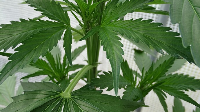 Growreport Bild 4