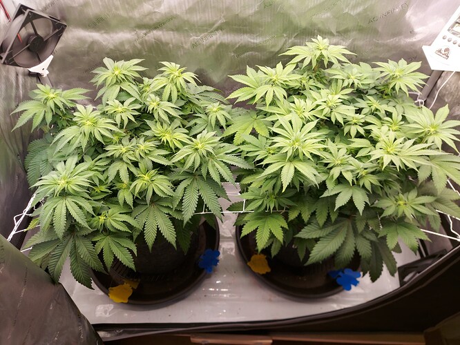 Growreport Bild 3