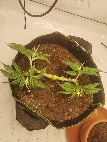 Growreport Bild 4