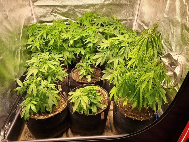 Mehrere junge Cannabispflanzen in Stofftöpfen wachsen in einem Zelt.