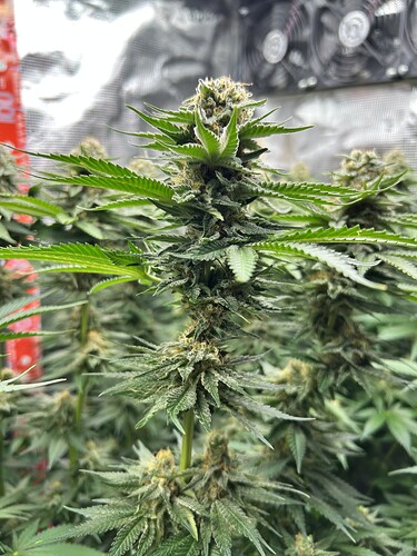 Nahaufnahme einer blühenden Cannabispflanze in einem Growzelt mit sichtbaren Blütenständen und Blättern.