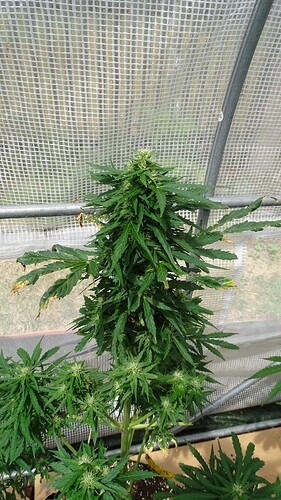 Growreport Bild 7
