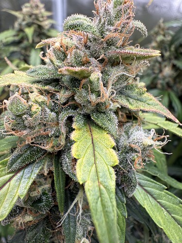 Growreport Bild 18