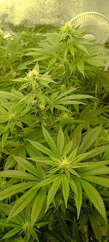 Growreport Bild 3