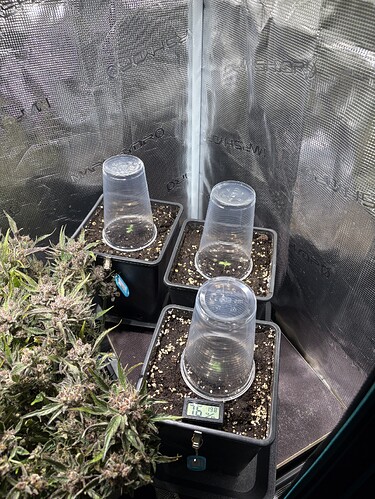 Growreport Bild 2