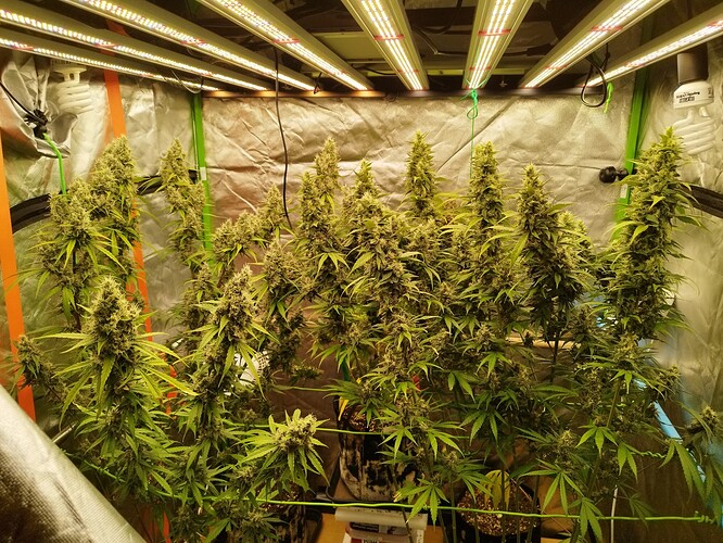Mehrere blühende Cannabispflanzen in einem Growzelt unter LED-Beleuchtung, mit dichten, harzigen Blütenständen.