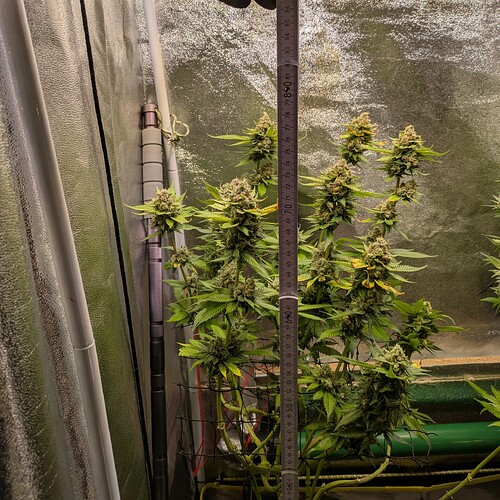 Growreport Bild 19