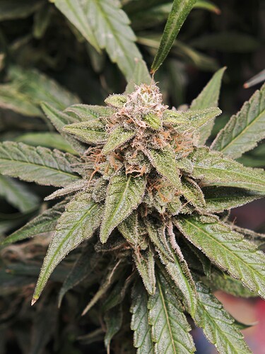 MVIMG_20251116_205452