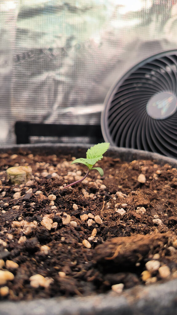 Gary Payton (Barney's Farm) für die Biotonne! Weiter geht's mit Alien Cookies (Ganja Farmer)