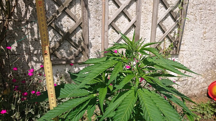 Growreport Bild 35