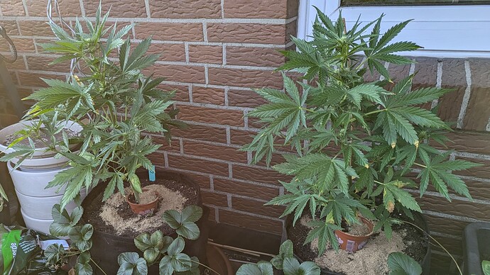 PXL_20240626_180622714.MP~2