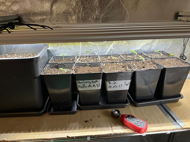 Growreport Bild 71