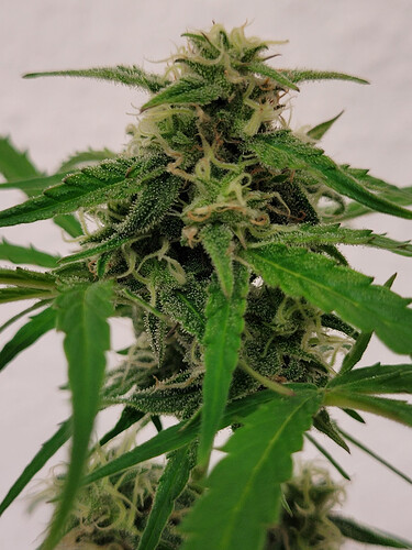 Growreport Bild 6