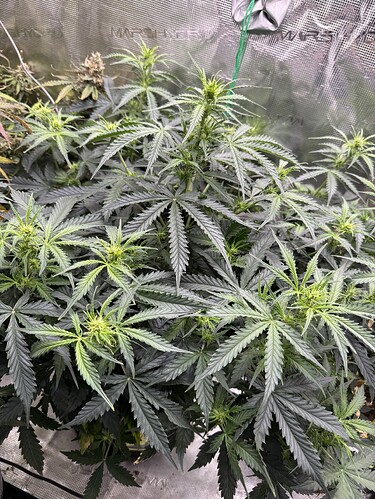 Growreport Bild 9