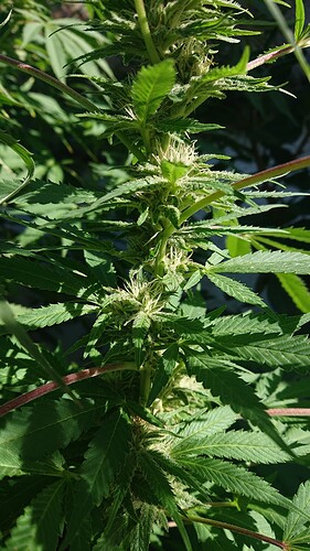Growreport Bild 17