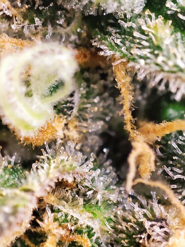Growreport Bild 67