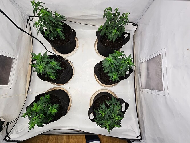 Growreport Bild 4