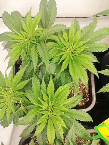 Growreport Bild 7